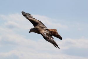 Bonelli’s Eagle