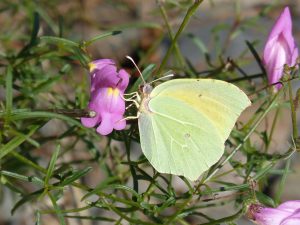Cleopatra's butterfly