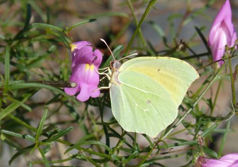 Cleopatra's butterfly