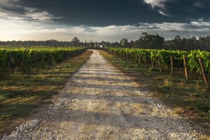 Tuscany's country lane