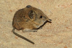 Etruscan Shrew