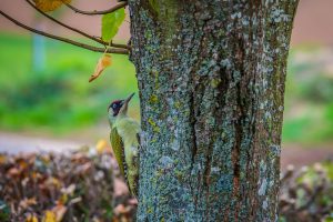 European Green Woodpecker
