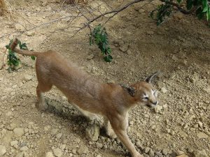 Eurasian Lynx