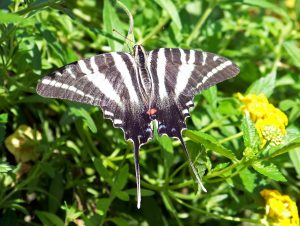 Sail Swallowtail