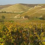 Vineyards Of Langhe