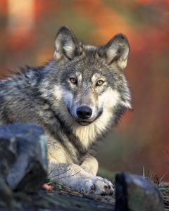 Apennine wolf
